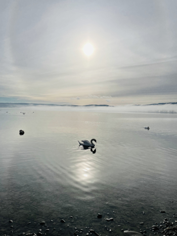 Die Nebel von Avalon