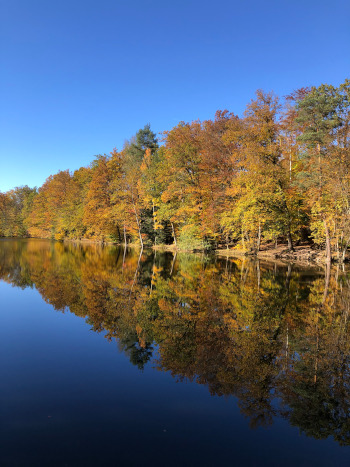 Waldsee