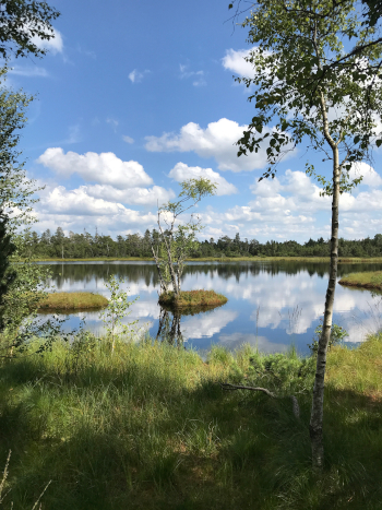 Wildsee